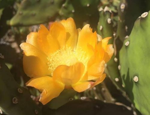 Cactus Flower Films